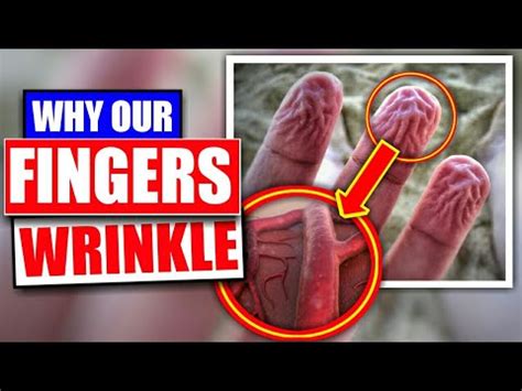 Why Our Fingers Wrinkle In Water After Bath Youtube