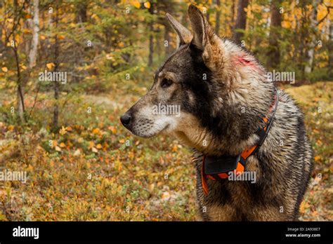 Dog In Forest Stock Photo Alamy
