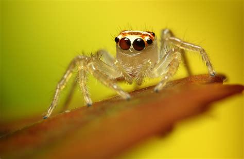 Adult Female Jumping Spider Karthikeyan Shanmugasundaram Flickr