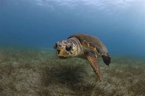 Loggerhead Turtle — The State Of The Worlds Sea Turtles Swot