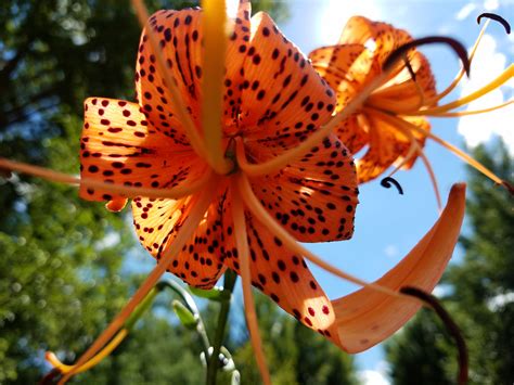 Tiger Lily Photo Image Of Tiger Lily Tigerlilyflower Picsandimages