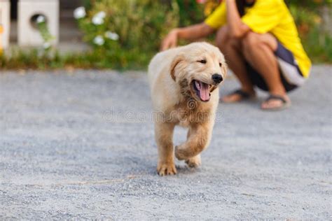 Puppy Golden Retriever Playing Stock Image Image Of Cute Friend