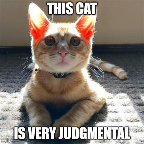 Cats Judge Memes And S Imgflip