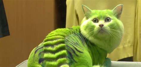 Green Dragon Cat And Bumblebee Dog Russian Pets With