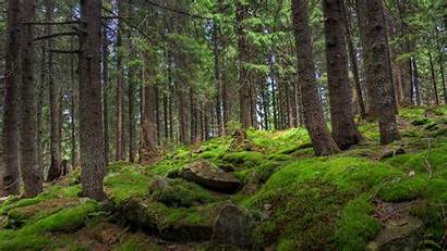 Forest Trees Stones 4k Pine Moss Parede