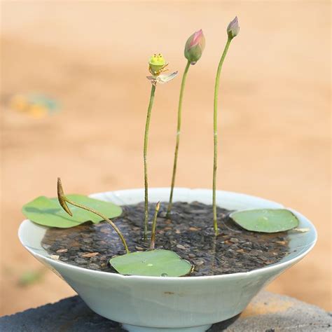 Aquatic Plants Gardens Water Bowl Lotus Seeds 10pcs Ebay