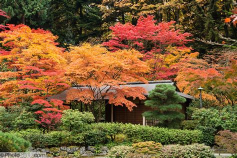 Fall Foliage Colors Seattle Japanese Garden Washington Park Arboretum
