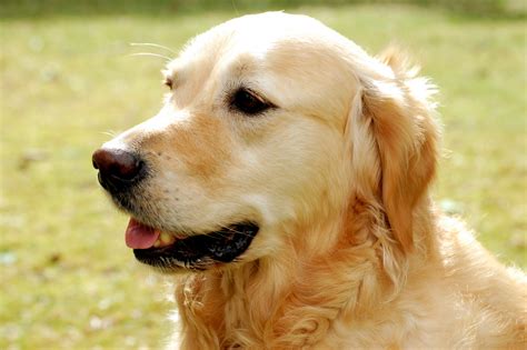 Jpeg.io is a free online interface for rapidly and conveniently converting your images into highly optimized jpegs using kraken.io's proprietery jpeg optimization algorithms. Fichier:Golden Retriever Hund Dog.JPG — Wikipédia