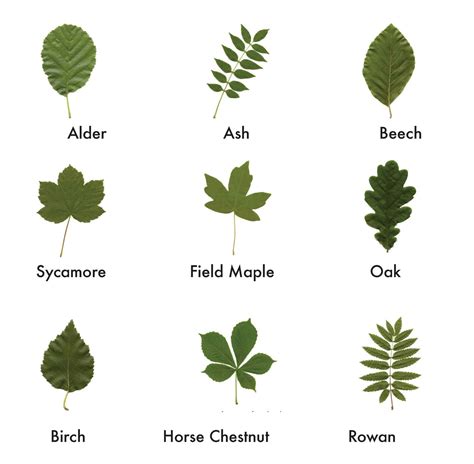 Leaf Sheet Tree Leaf Identification Leaf Identification Hedge Trees