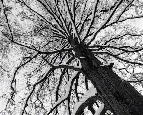 Tree Photo Black And White Abstract Fine Art Print Top 8x10 On Luulla