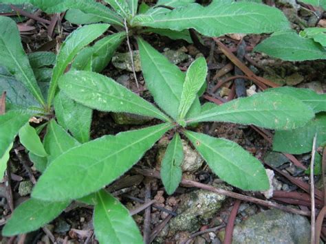 Daunnya berbentuk bujur, runcing di hujung dan nipis di khasiat lain: khasiat pokok tutup bumi 3 | Interesting Weedy Herbs ...