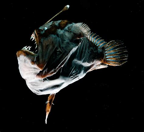 Deep Sea Anglerfishes Have Evolved A New Type Of Immune System