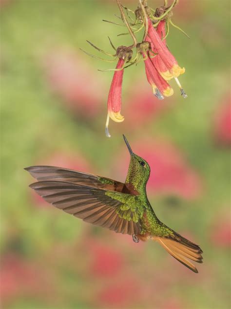 Hovering Hummingbirds Unique Brain Adaptation Lets Them Detect Rapid