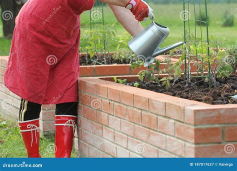 Woman Gardener Watering Plants Raised Beds Vegetables Gardening Stock