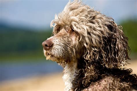 Portuguese Water Dog Dog Breed History And Some Interesting Facts