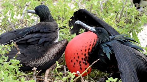 Frigate Birds Mating Calls And Behavior Galapagos Islands Youtube