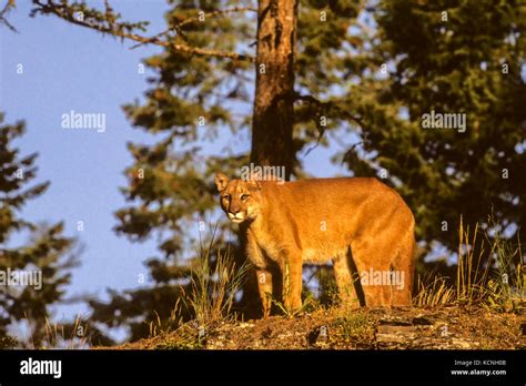 Cougar Felis Concolor Looking Down From Ridge Captive Species Stock