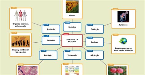 BiologÍa Mapa Conceptual Ramas De La Biología