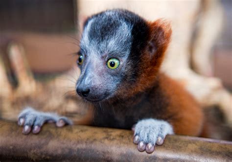 Tpa Quick Take Baby Lemurs Born At Busch Gardens