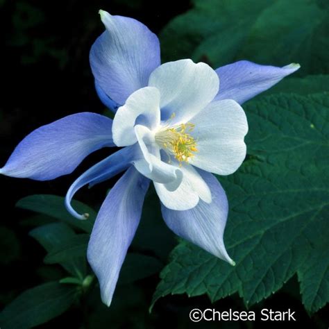 Soft Light Flowersphotography Chelseastarkphotography Com Flowers Photography All Flowers