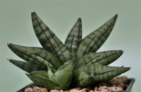 What kind of snakes live in the philippines? 12 Different Types of Snake Plants - Garden Lovers Club