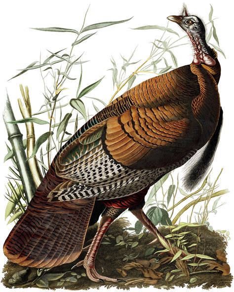 reimagining the wild turkey audubon poster size prints art prints audubon prints crow s