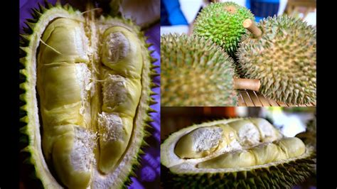 I don't know if we already have this in davao city, philippines. Wild Durian grow in Singapore Jungle!! - YouTube