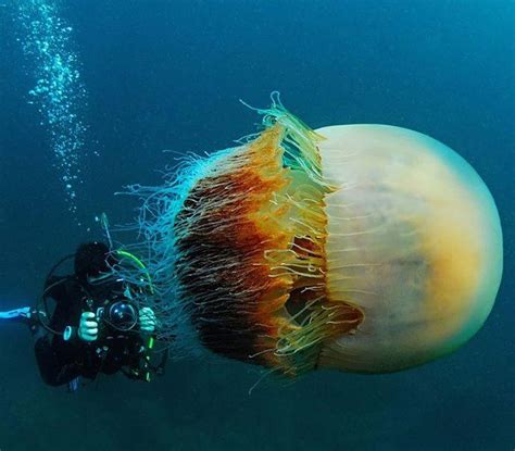 The Most Amazing Jellyfish In The Ocean