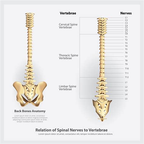 Spinal Nerves And Vertebrae Segments And Roots Vector Illustration