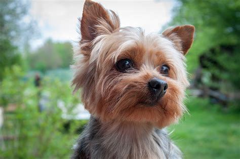 Queens Woman Starved Her Yorkshire Terrier To Death Prosecutors Say