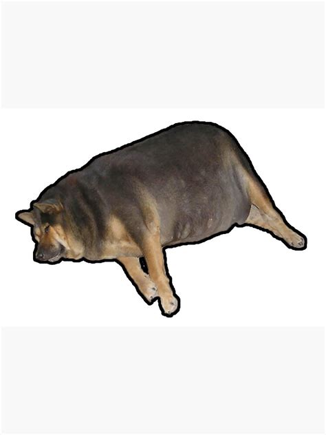 El Perrito Super Gordito Fat Dog Laying On Side In Sand