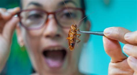 Why Cockroach Removal Is So Difficult Best Pest Control