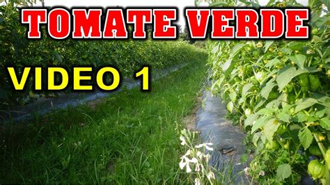 A once chore of a project has now turned into a diy vegetable garden drip irrigation project made easy! 🌿🌱 How is drip irrigation of green tomato sowing and ...