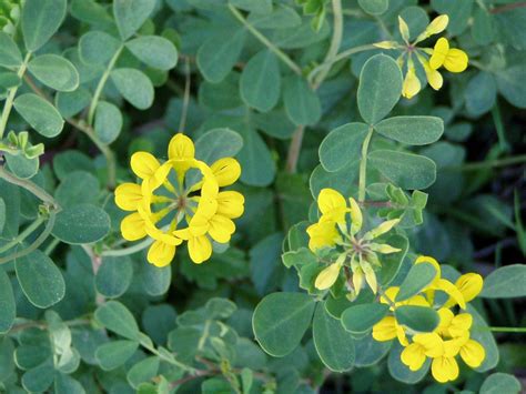Coronilla Nature Plants Creepers Fragrant Trees To Plant Beautiful