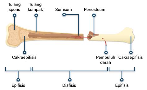 Gambarkan Tulang Pipa Lengkap Dengan Bagian Bagian