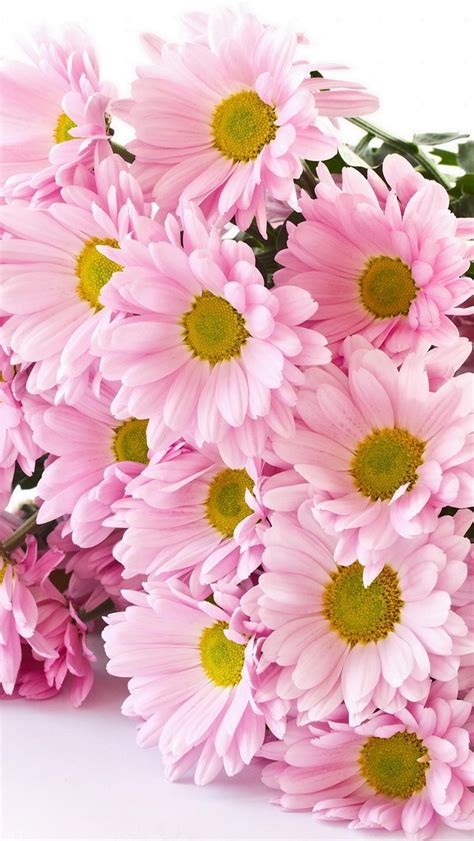 Blume, blumen, blumen, rosa mohnblumen mit blauem hintergrund, kunst, blühen png. Rosa Chrysantheme, Blumenstrauß, weißer Hintergrund 5120x2880 UHD 5K Hintergrundbilder, HD, Bild