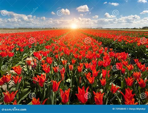 Tulips Beautiful Colorful Red Flowers In The Morning In Spring