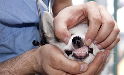 Salivary Mucocele In Dogs Causes Diagnosis And Treatment