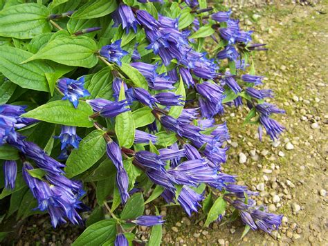 Buy Gentiana Asclepiadea And Other Varietiesd By Mail Order