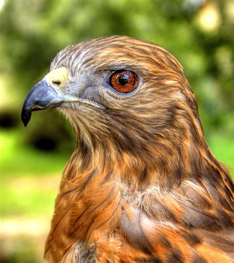 Filered Shouldered Hawk Portrait