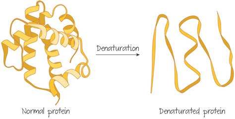 While the answers below are right, i'd like to answer this on a bit more basic level. Protein Functions and Denaturation - The Science Herald