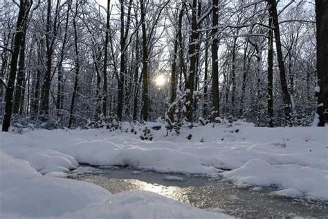 Snowy Forest In Early Spring Free Image Download