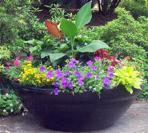 Here are 21 cactus varieties to integrate into your garden design for a potted plants benefit from a diluted cactus fertilizer once a year, but plants in garden settings do not need to be pachycereus marginatus responds well to frequent watering when it is hot outside. 1759 best Container gardening ideas images on Pinterest ...
