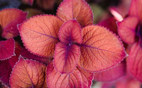 Download Wallpaper 3840x2400 Plant Pink Leaves Macro Closeup 4k