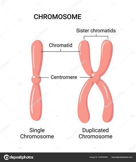 Top 132 Chromosome Structure Animation Lifewithvernonhoward Com