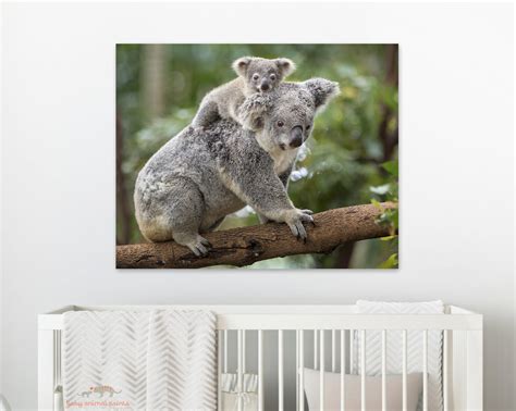 Baby Koala Piggy Back Photo Baby Animal Prints By Suzi