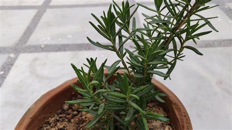 Rosemary Plant Care Hindi How To Grow And Care Rosemary Plant In Pots