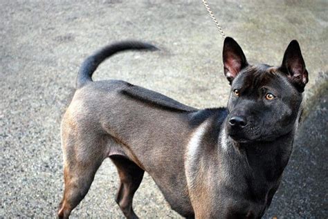 10 Of The Rarest Dog Breeds In The World