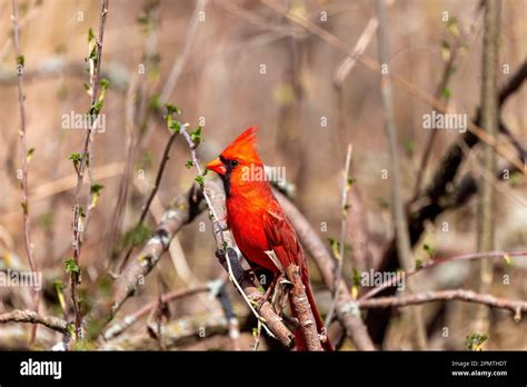 The Northern Cardinal Cardinalis Cardinalis Male In Spring During