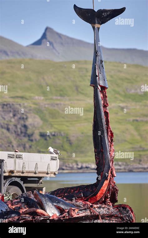 Faroe Island And Festival Hi Res Stock Photography And Images Alamy
